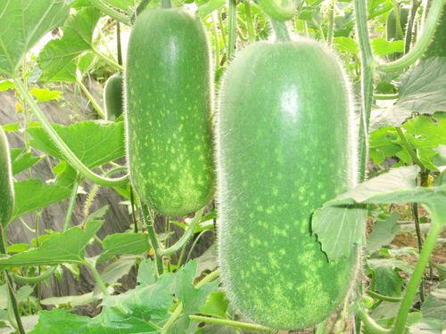 叮叮叮吃瓜,揭秘娱乐圈的甜蜜与苦涩