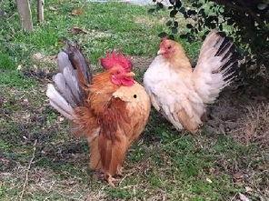 鸡可以吃毛瓜吗怎么吃,毛瓜的食用方法与鸡的搭配指南