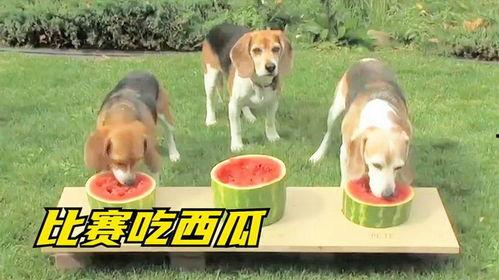 吃瓜的狗子,揭秘娱乐圈幕后真相