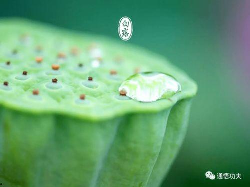 白露吃瓜,探寻传统节气中的美食文化