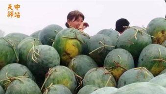 武陟吃瓜现场视频,一场全民狂欢的视觉盛宴