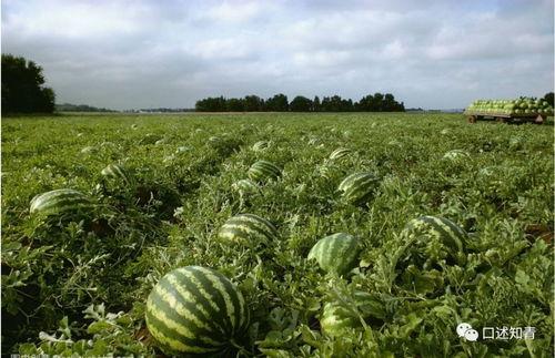 老头路边吃瓜,老头路边吃瓜，揭秘人间百态